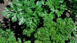 Parsley Wallpaper High Definition