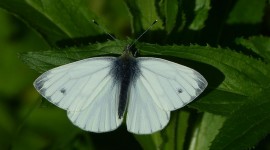 Pieridae Butterfly Desktop Wallpaper