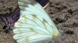 Pieridae Butterfly Desktop Wallpaper For PC