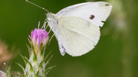 Pieridae Butterfly Photo Download#1