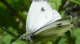 Pieridae Butterfly Photo Download#2