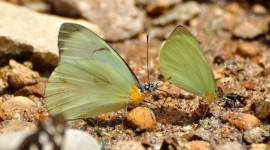 Pieridae Butterfly Wallpaper For PC