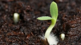 Plants' Seeds Desktop Wallpaper For PC