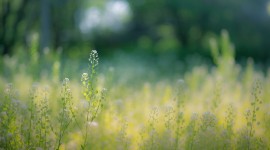 Summer Grass Photo Download