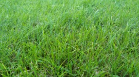 Summer Grass Photo#1