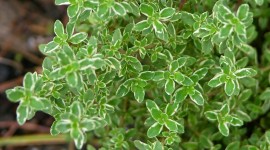Thyme Wallpaper Background