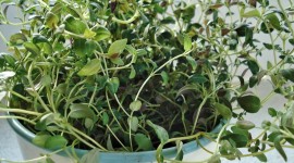 Thyme Wallpaper Download