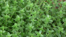 Thyme Wallpaper For IPhone Download