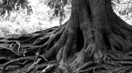 Tree Root High Quality Wallpaper