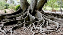 Tree Root Wallpaper Download Free
