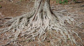 Tree Root Wallpaper For IPhone