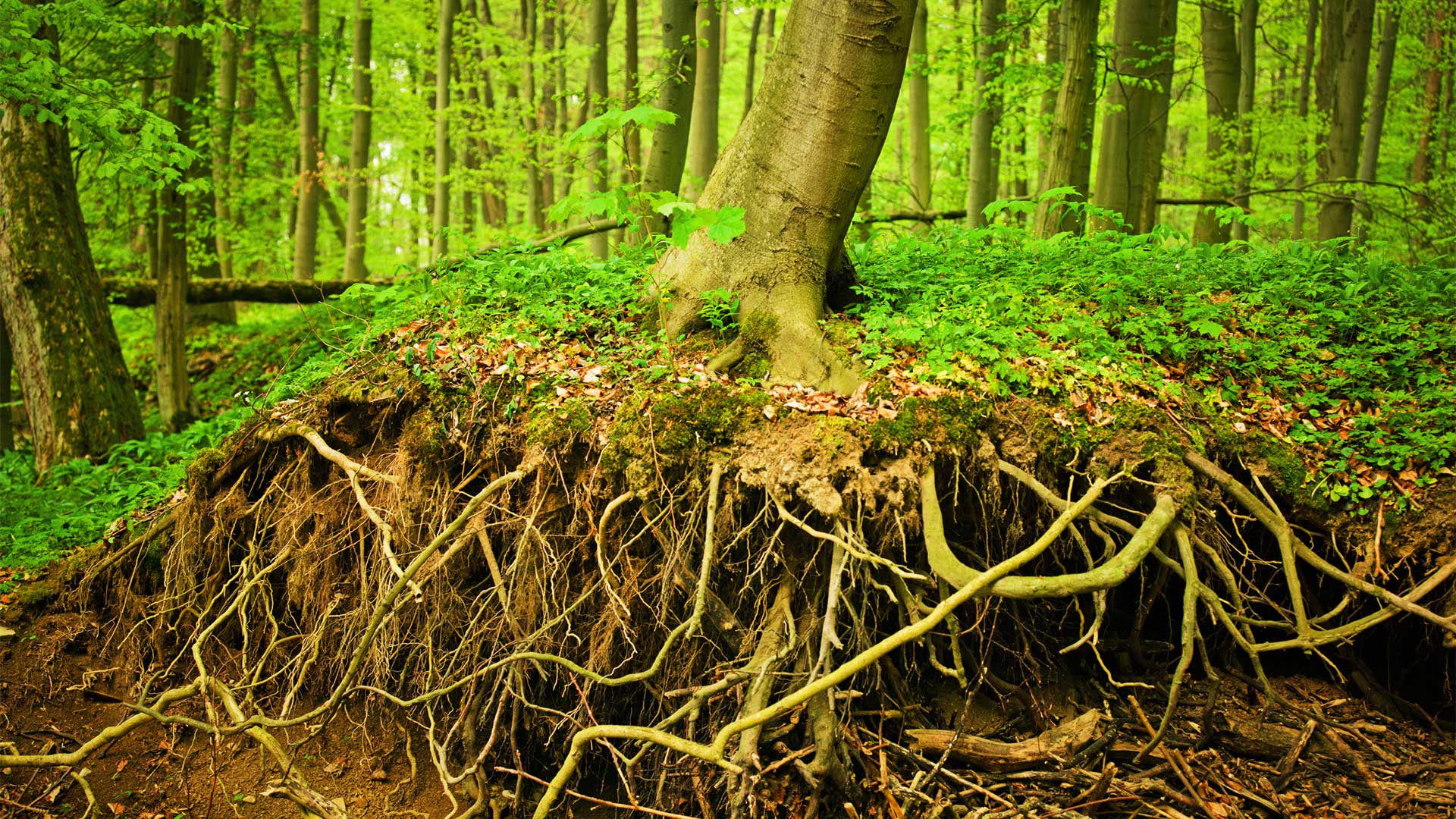 Tree Root Wallpapers High Quality | Download Free
