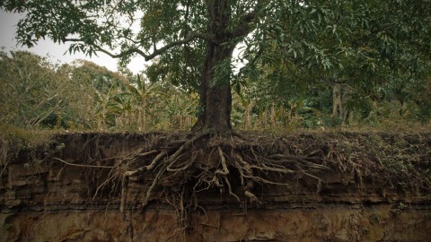 Tree Root wallpapers high quality