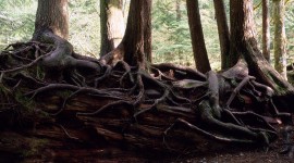 Tree Root Wallpaper HQ