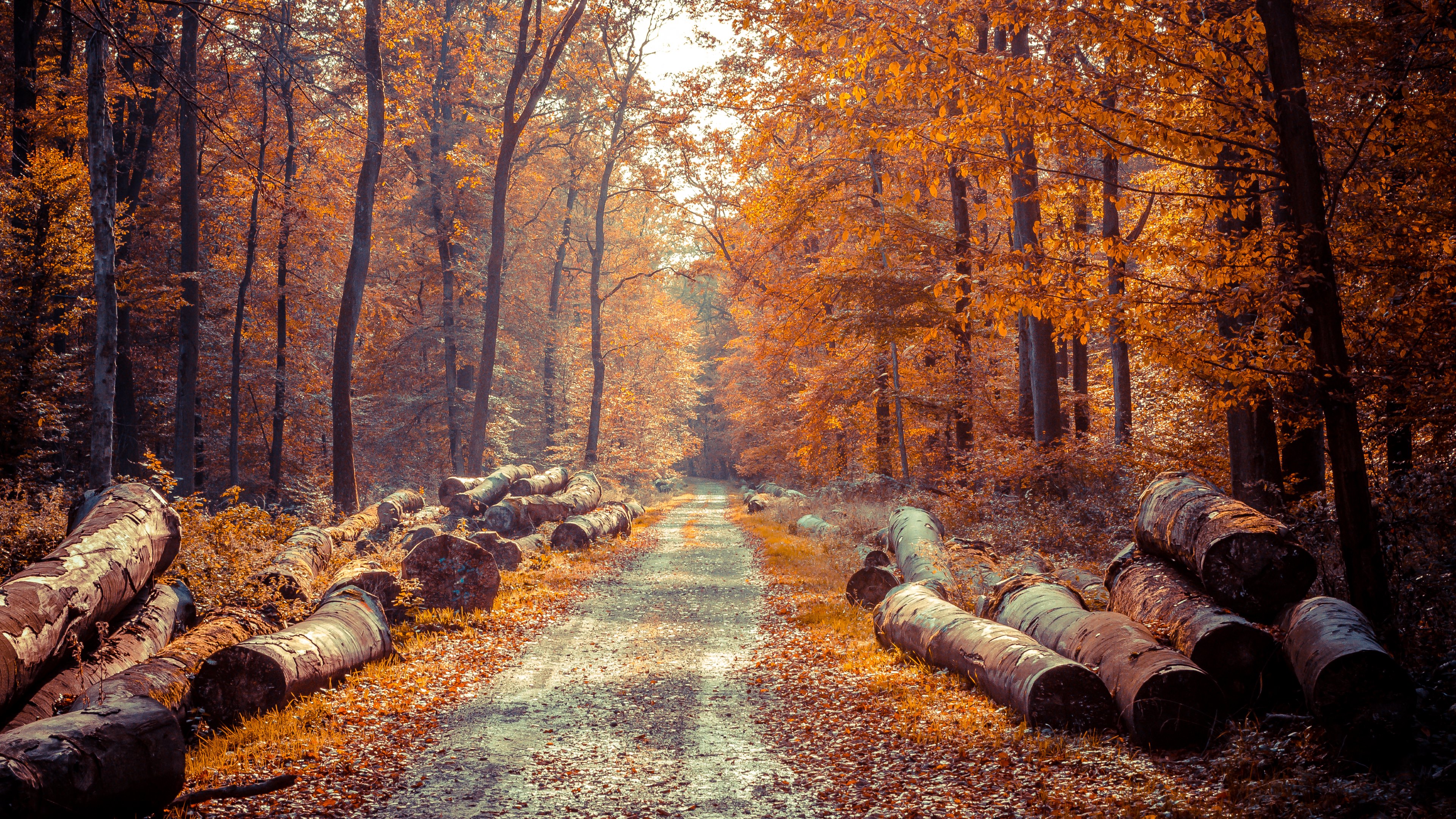 4K Autumn Wallpapers High Quality | Download Free