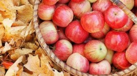 Autumn Apples Photo