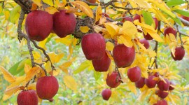 Autumn Apples Wallpaper