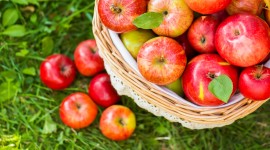 Autumn Apples Wallpaper Download Free
