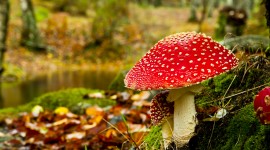 Autumn Mushrooms Desktop Wallpaper HD
