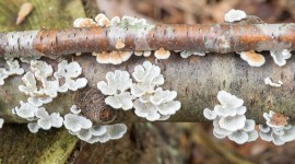 Autumn Mushrooms Photo