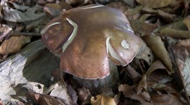 Autumn Mushrooms Photo Download