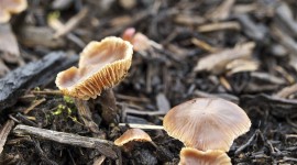 Autumn Mushrooms Wallpaper
