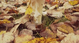 Autumn Mushrooms Wallpaper For Android