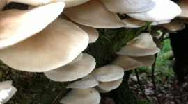 Autumn Mushrooms Wallpaper For IPhone