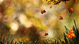Autumn Rain Wallpaper Full HD