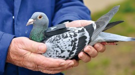 Carrier Pigeon Photo