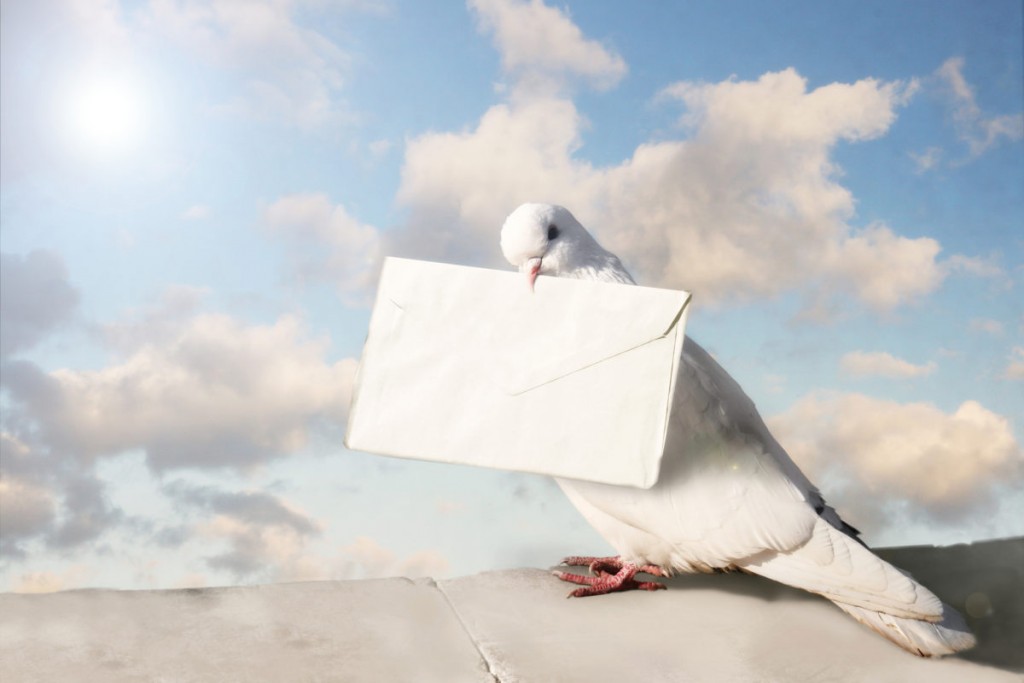Carrier Pigeon wallpapers HD