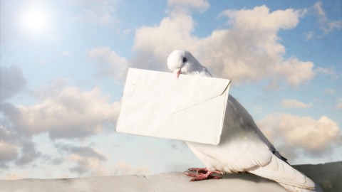 Carrier Pigeon wallpapers high quality
