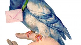 Carrier Pigeon Wallpaper For IPhone