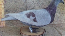 Carrier Pigeon Wallpaper Free