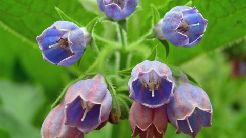 Comfrey wallpapers high quality