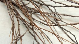 Dried Twigs Desktop Wallpaper HD