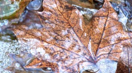 Dry Leaves Desktop Wallpaper
