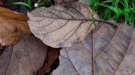 Dry Leaves Photo