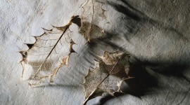 Dry Leaves Wallpaper