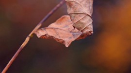 Dry Leaves Wallpaper For IPhone