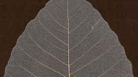 Dry Leaves Wallpaper For Mobile#1