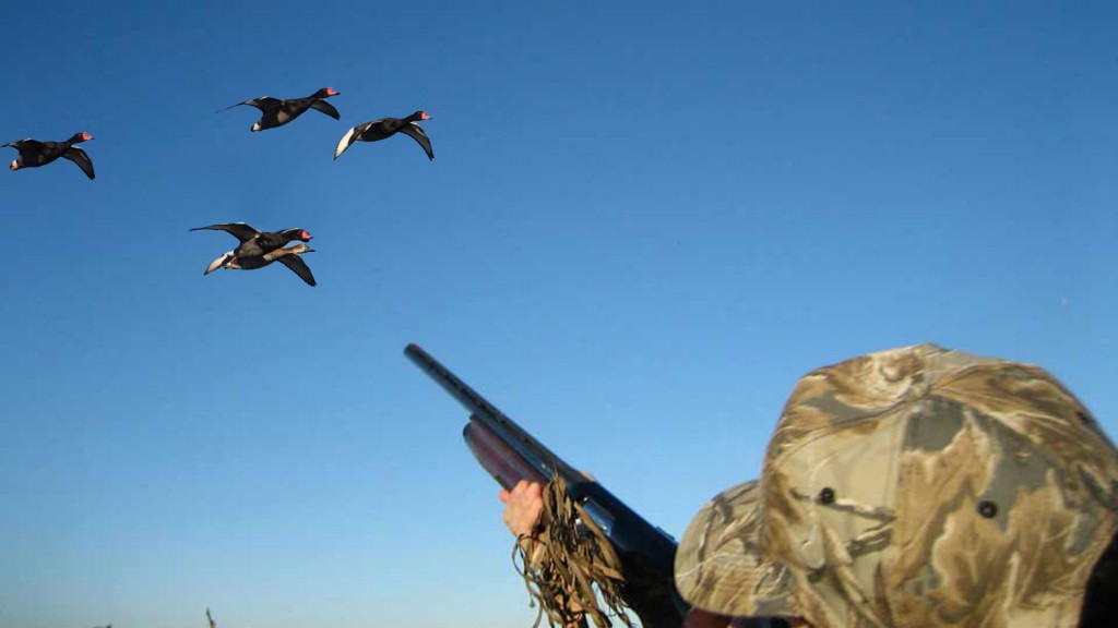 Duck Hunting wallpapers HD
