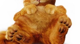Garfield's Pet Force Wallpaper For IPhone