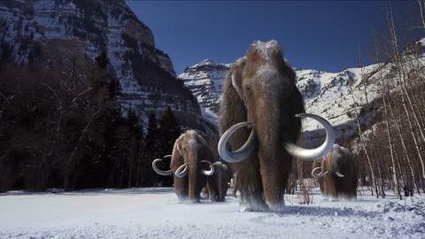 Mammoth wallpapers high quality