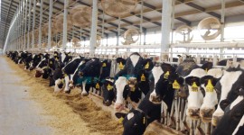 Milk Farm Wallpaper Download Free