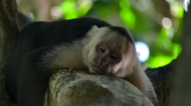 Monkeys Sleeping Photo Free