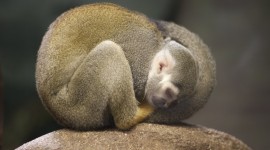 Monkeys Sleeping Wallpaper For Desktop