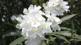 Oleander Photo