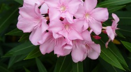 Oleander Photo Download