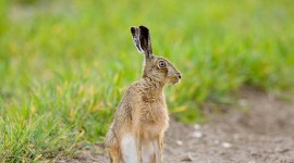 4K Hare Photo Free